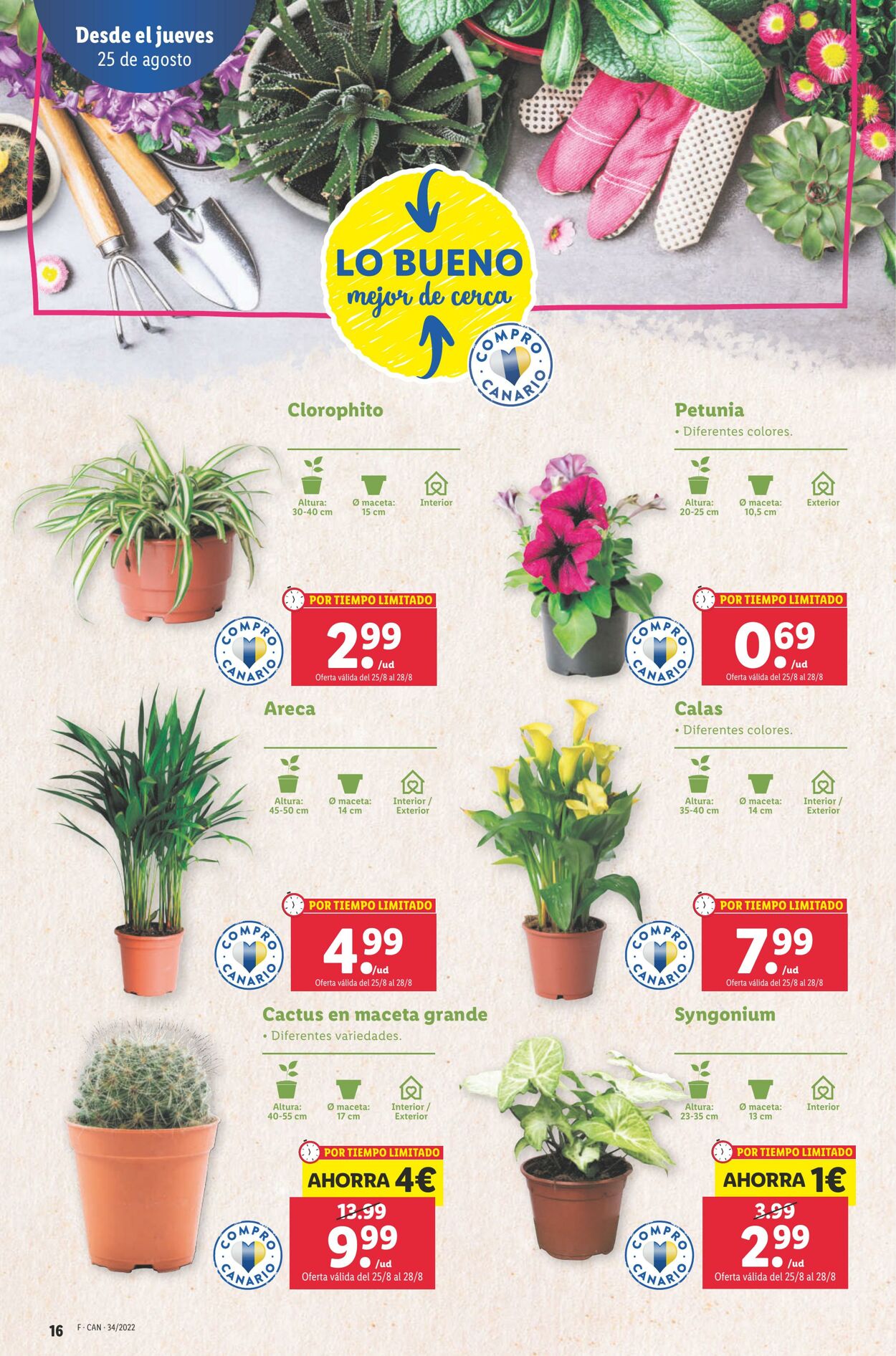 Folleto Lidl 25.08.2022 - 31.08.2022