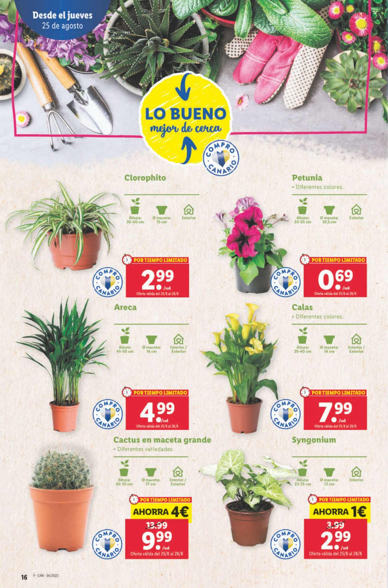 Folleto Lidl 25.08.2022 - 31.08.2022